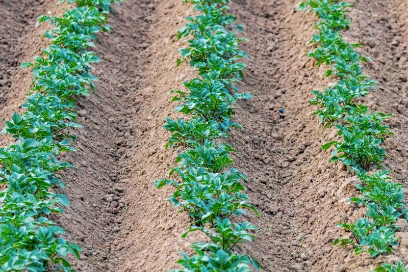 Potato Crops In a Row,Â Green Field, Potato Field